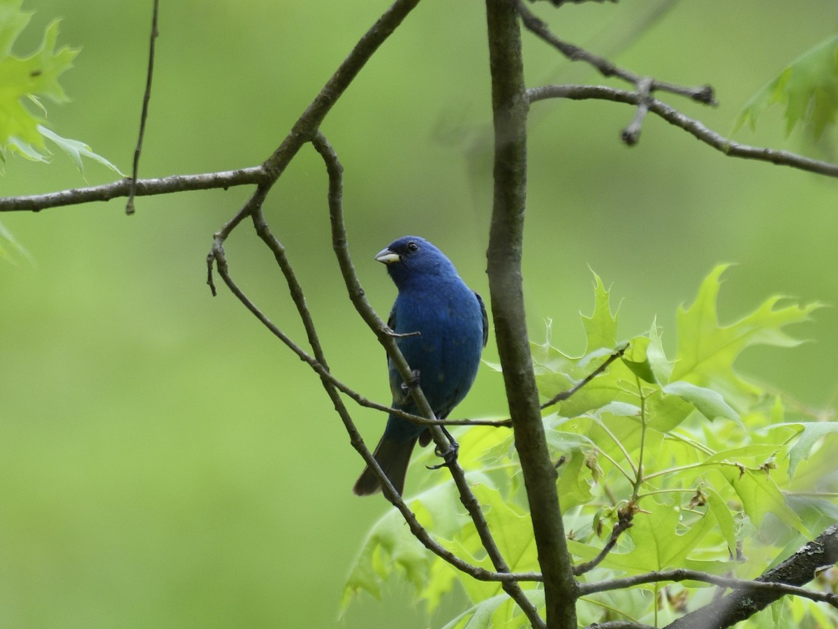 Скригнатка індигова - ML575897311