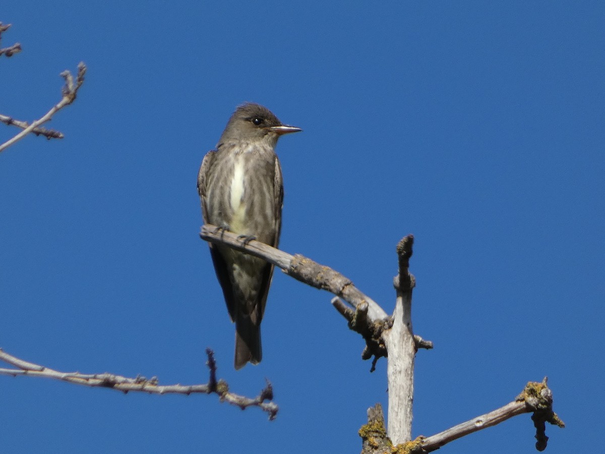 Olive-sided Flycatcher - Garry Hayes