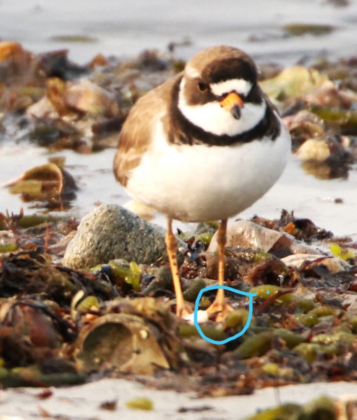 Semipalmated Plover - ML575899561