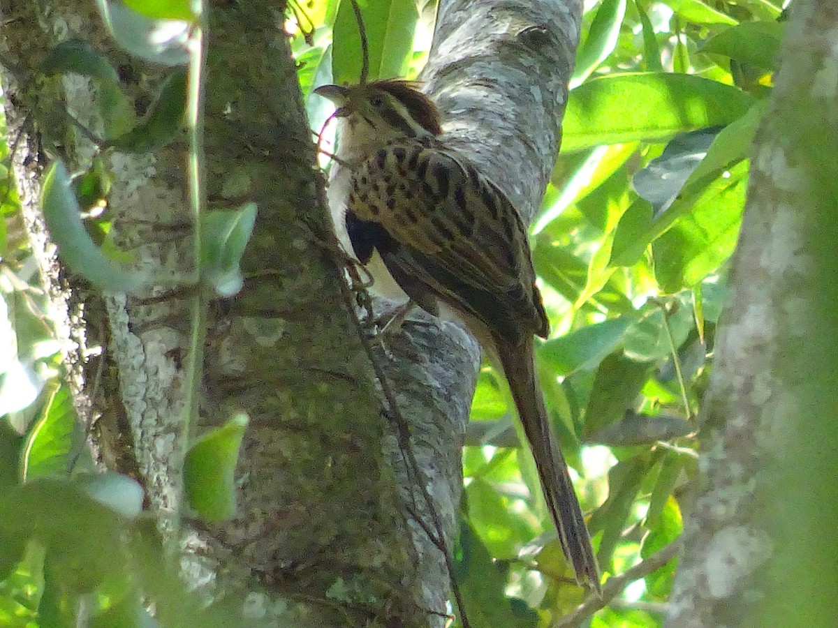 Striped Cuckoo - ML575899591