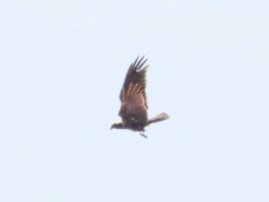 Western Marsh Harrier - ML575899661