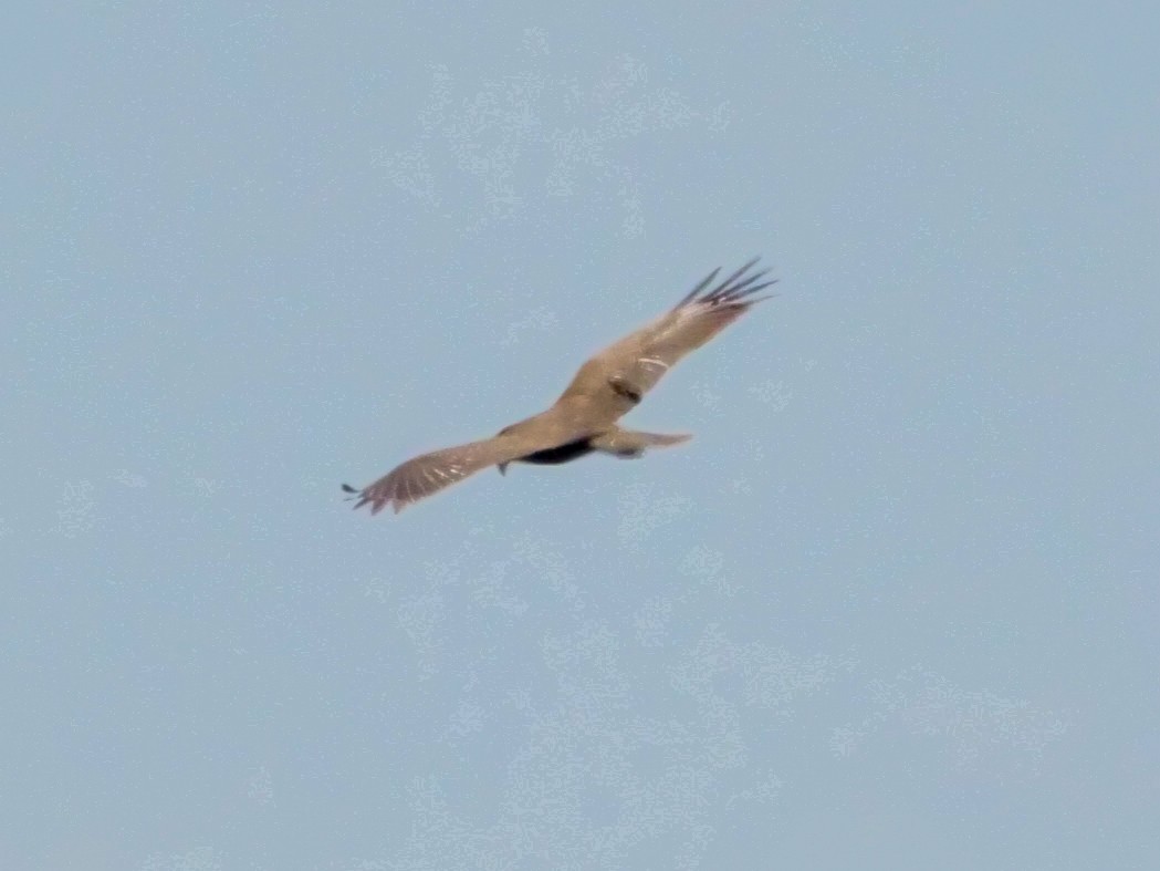 Western Marsh Harrier - Roger Horn