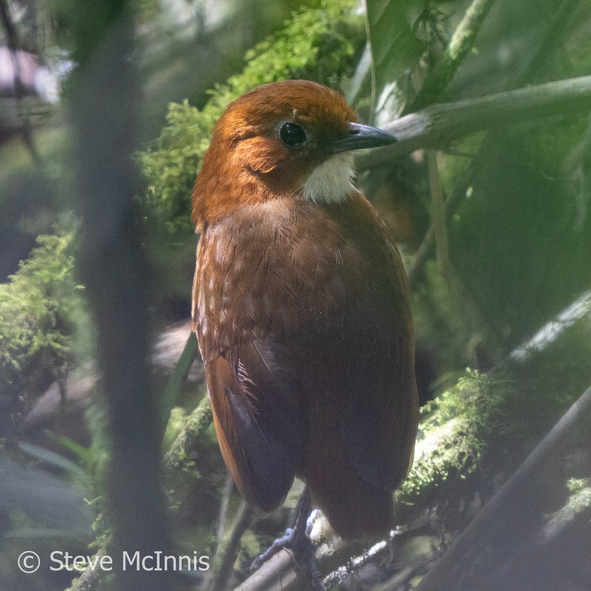 Red-and-white Antpitta - Steve McInnis