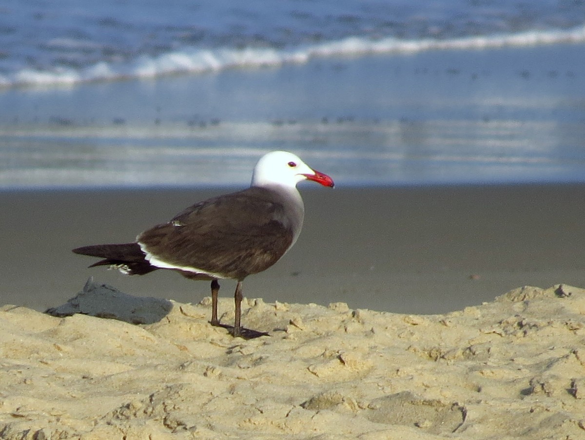 Heermann's Gull - ML575901101