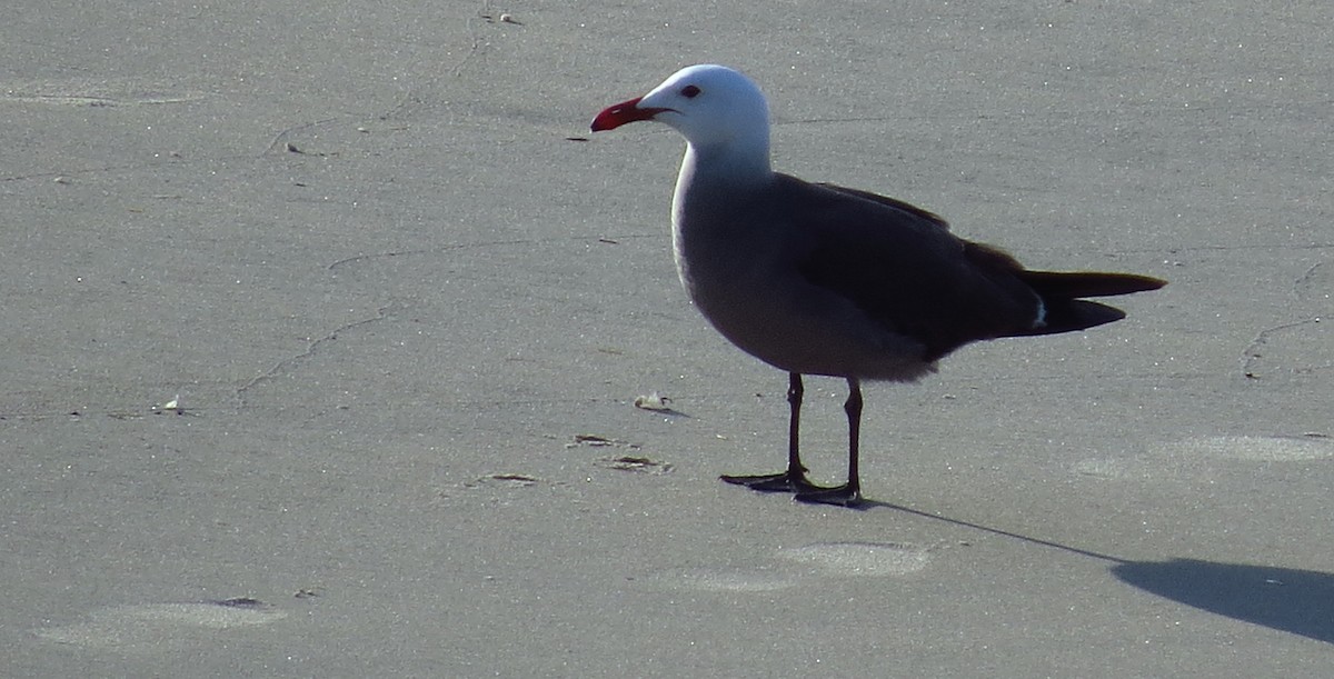 Heermann's Gull - ML575901111