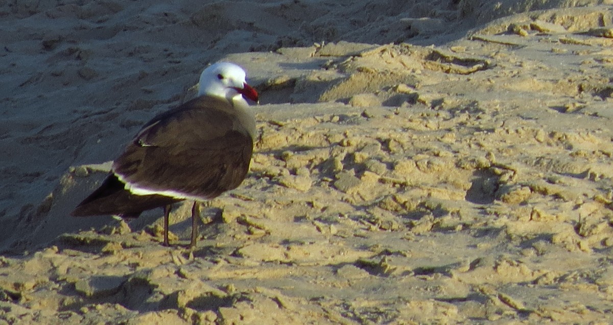 Heermann's Gull - ML575901121