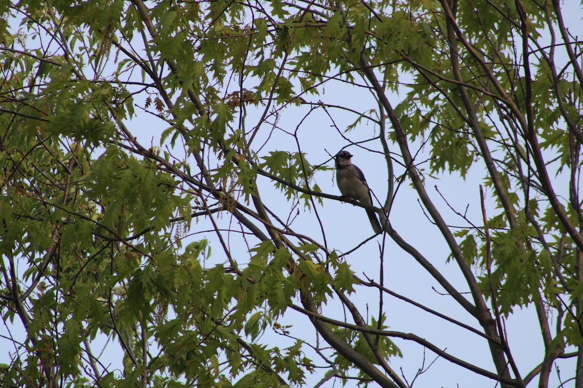 Blue Jay - ML575901161