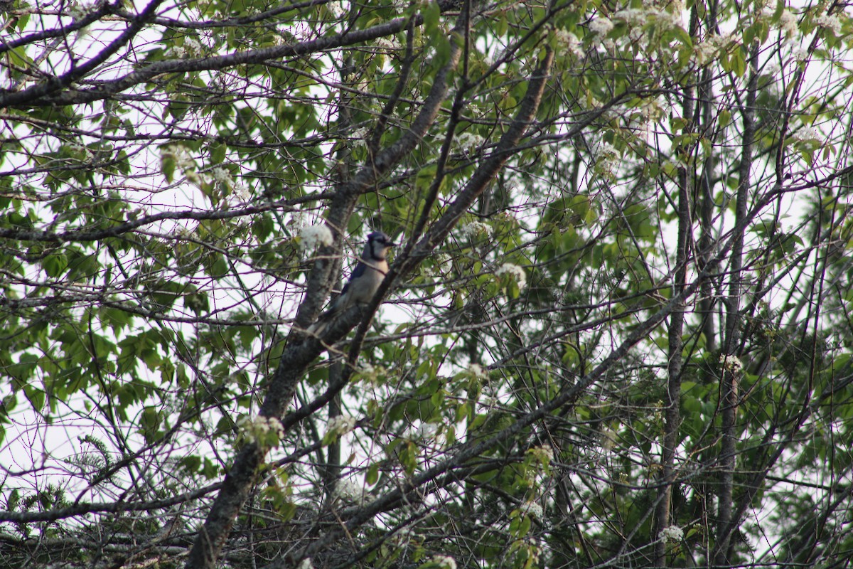 Blue Jay - ML575901171