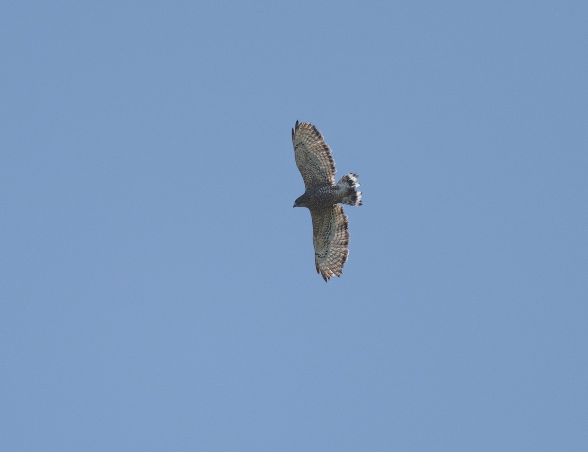 Broad-winged Hawk - ML575901751