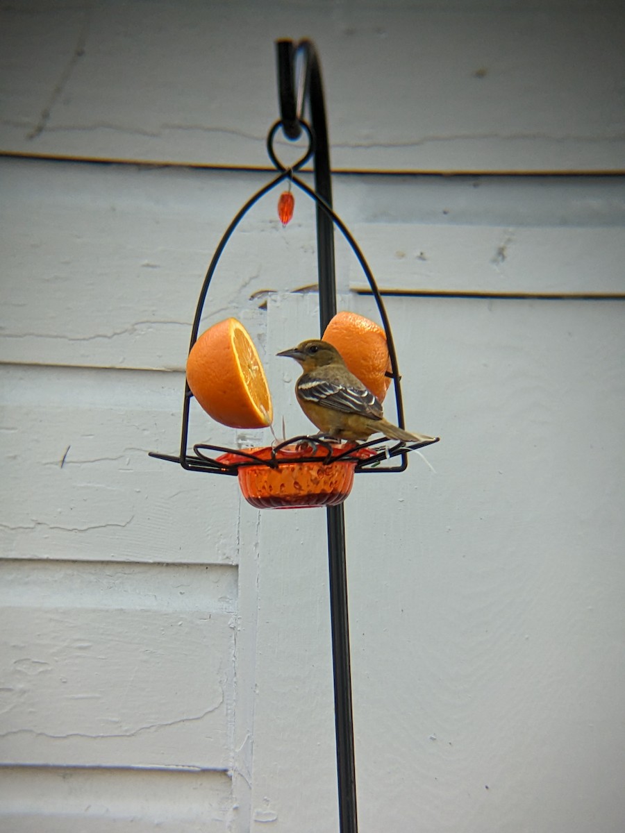 Baltimore Oriole - ML575901911