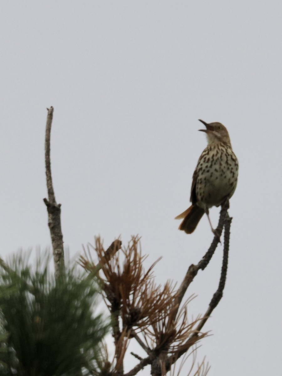 Brown Thrasher - ML575902181