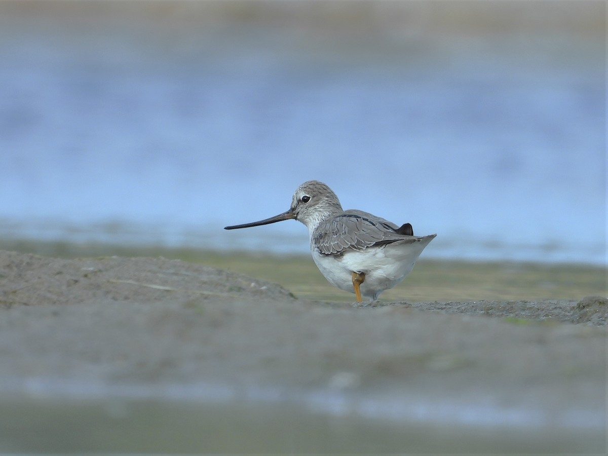 Terek Sandpiper - ML575903911