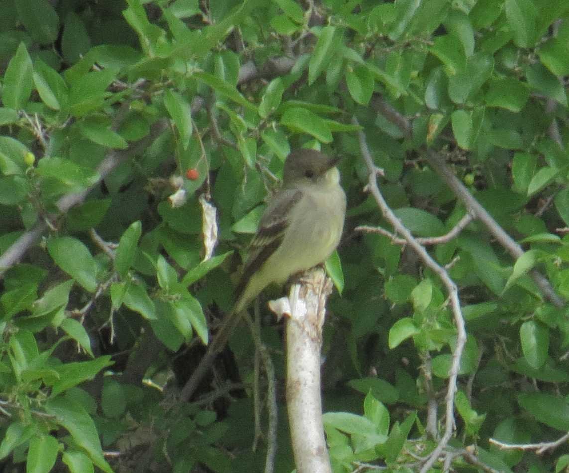 Western Wood-Pewee - Joe Leeak