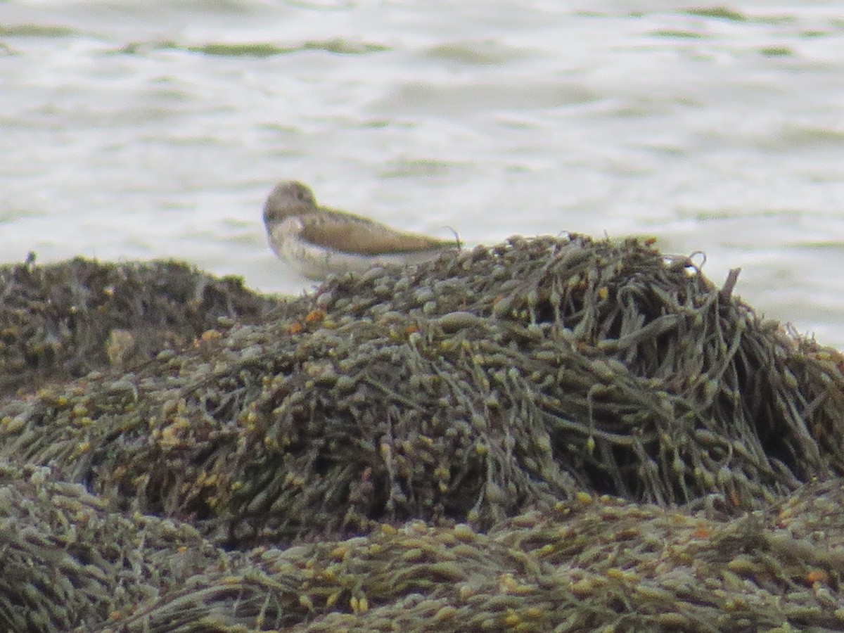 Common Greenshank - ML575904151