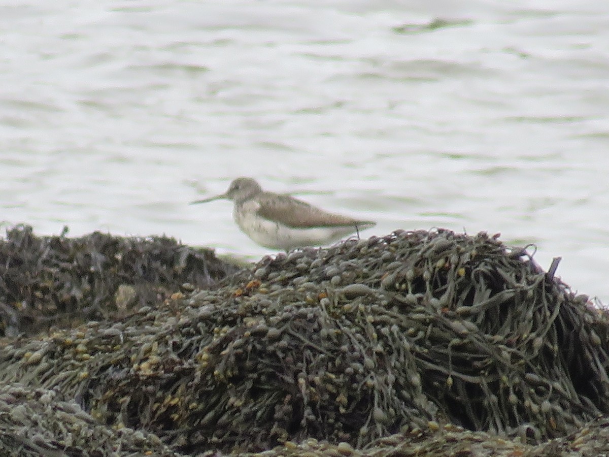 Common Greenshank - ML575904291