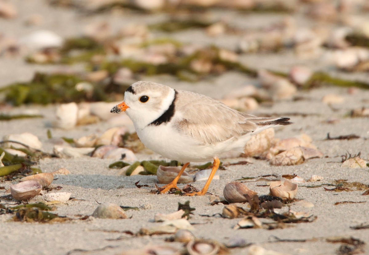 Piping Plover - ML575904861