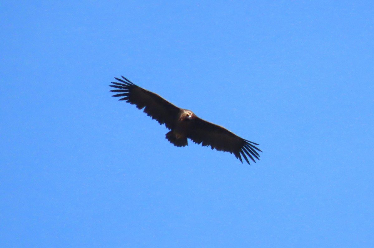 Cinereous Vulture - ML575906121