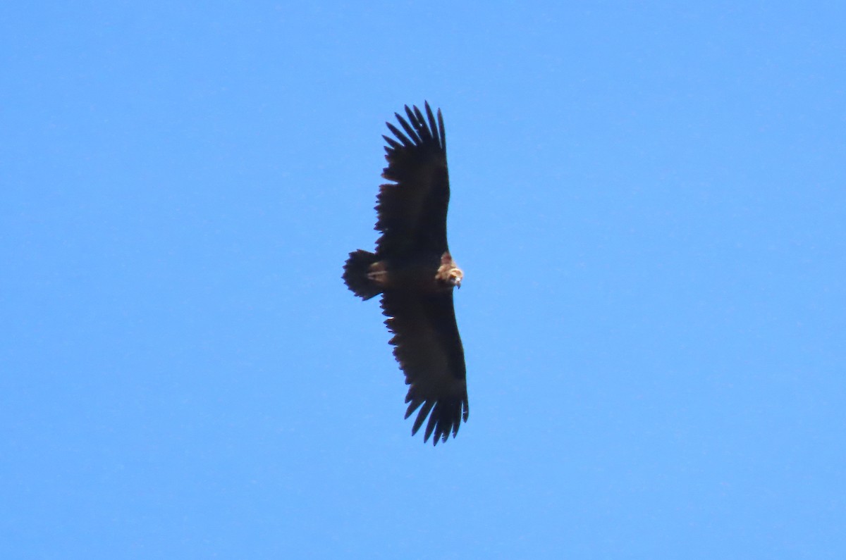 Cinereous Vulture - ML575906131