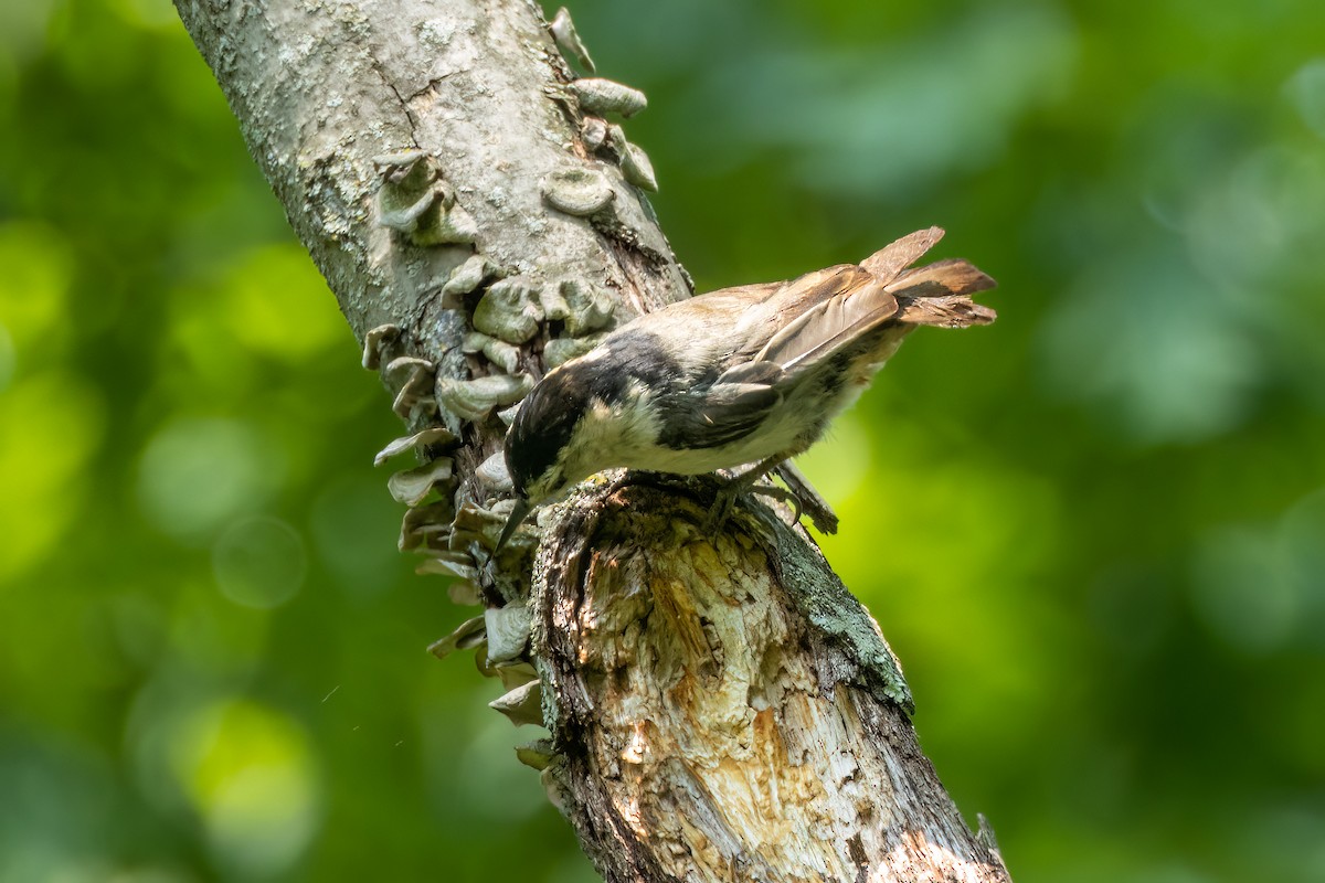 White-breasted Nuthatch - ML575906331