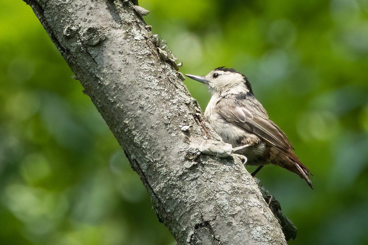 White-breasted Nuthatch - Bernard Kempinski