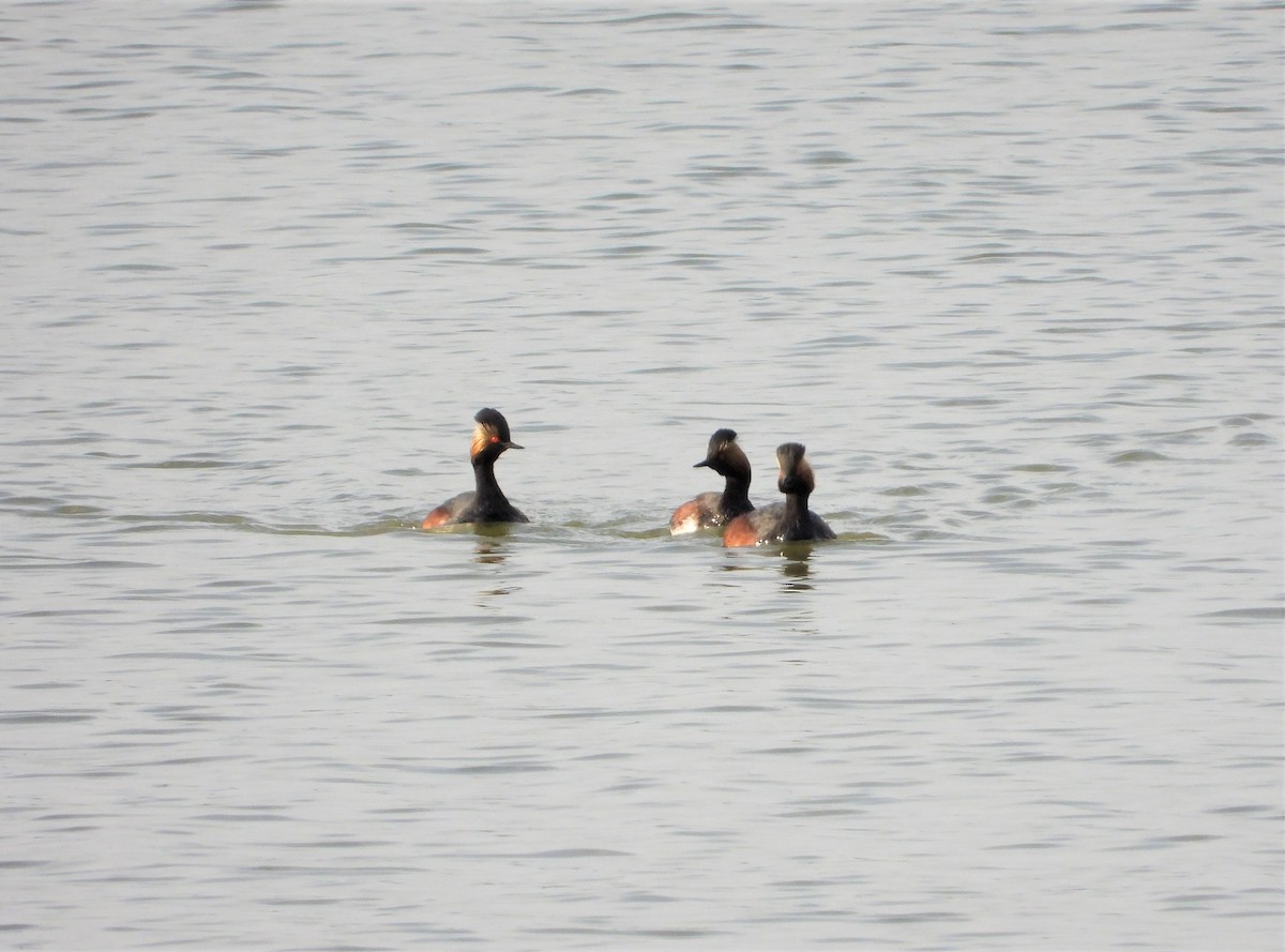 Eared Grebe - ML575906561