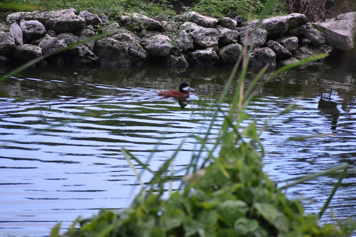 Ruddy Duck - ML575906731