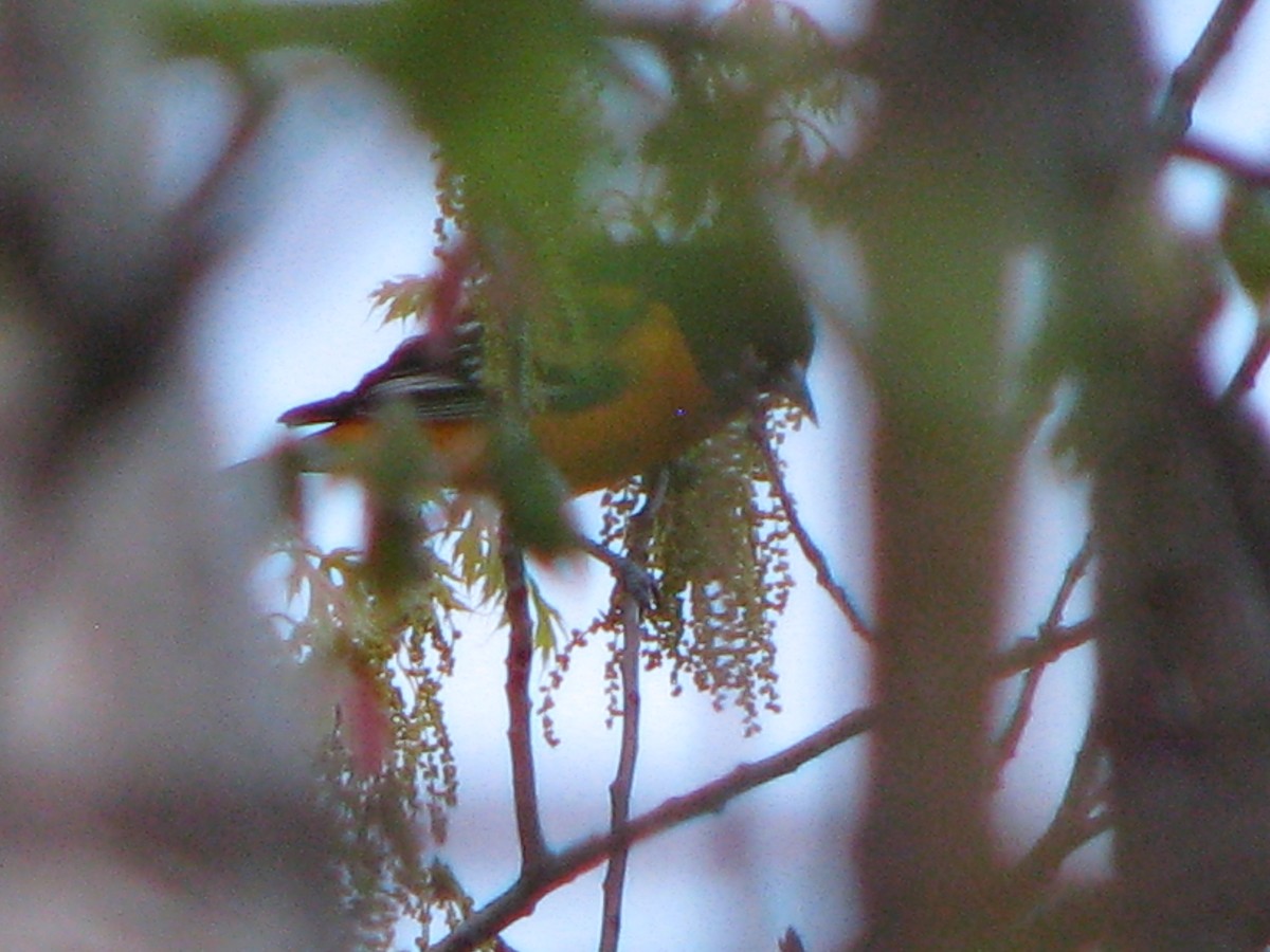 Baltimore Oriole - ML57590681