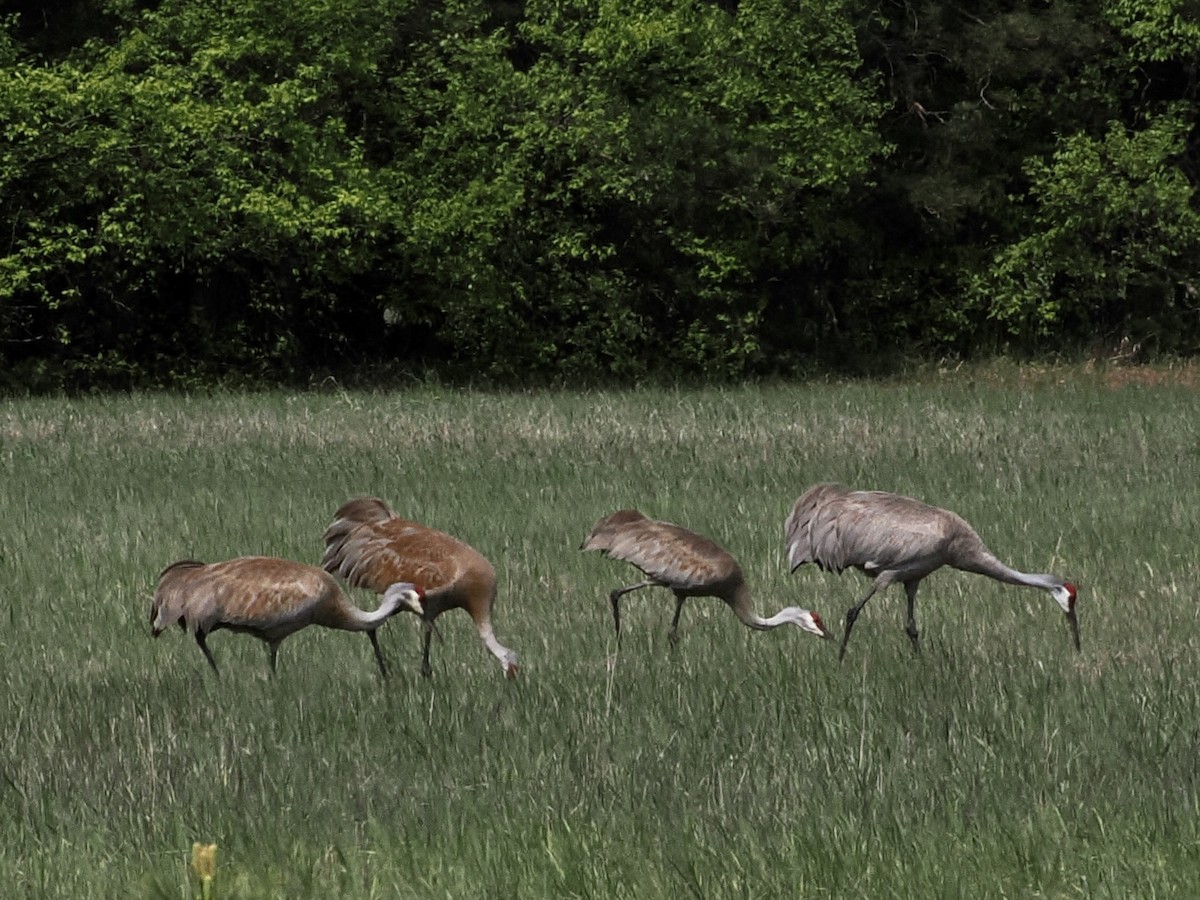 Sandhill Crane - ML575906881