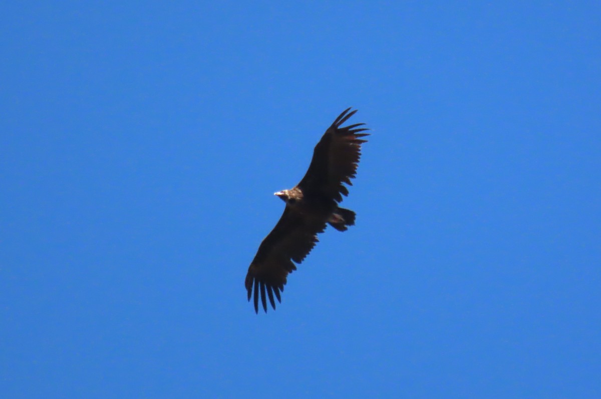 Cinereous Vulture - ML575907201