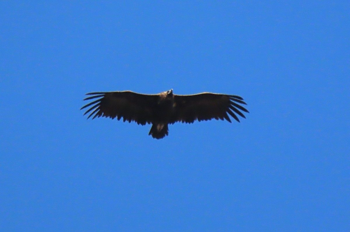 Cinereous Vulture - ML575907211