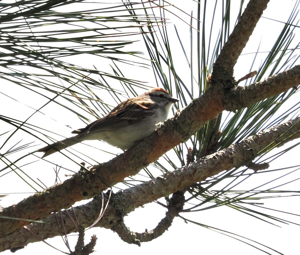 Chipping Sparrow - ML575907231