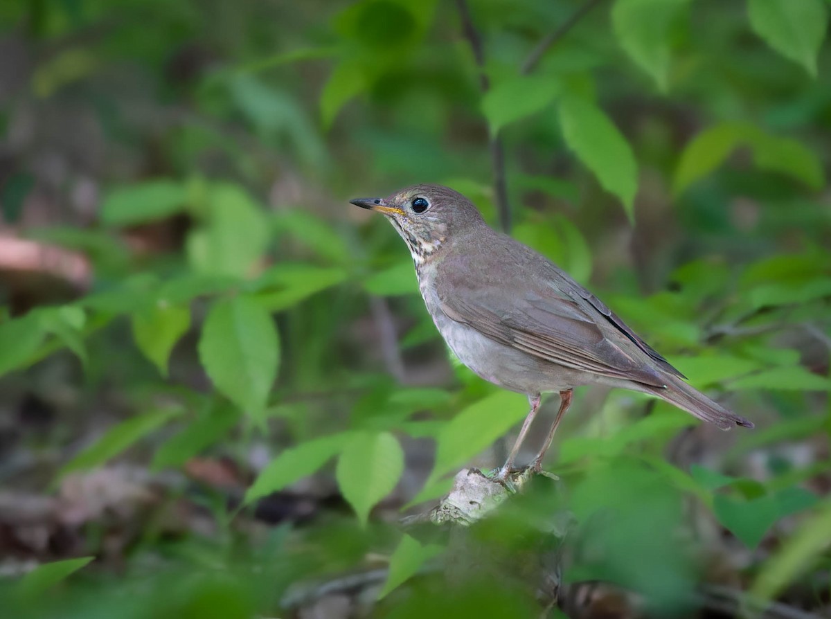 Gray-cheeked Thrush - ML575907251