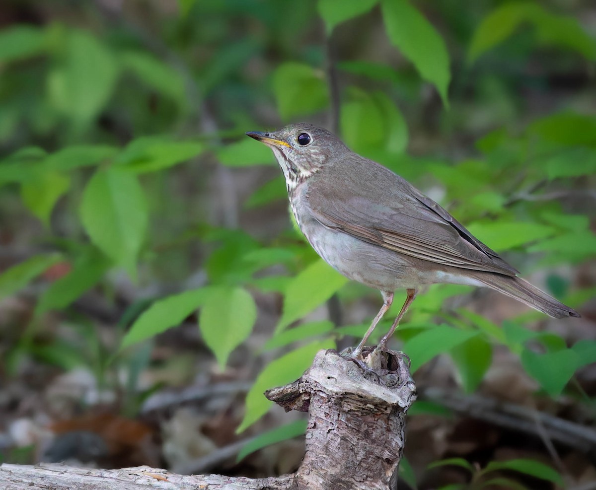 Gray-cheeked Thrush - ML575907261