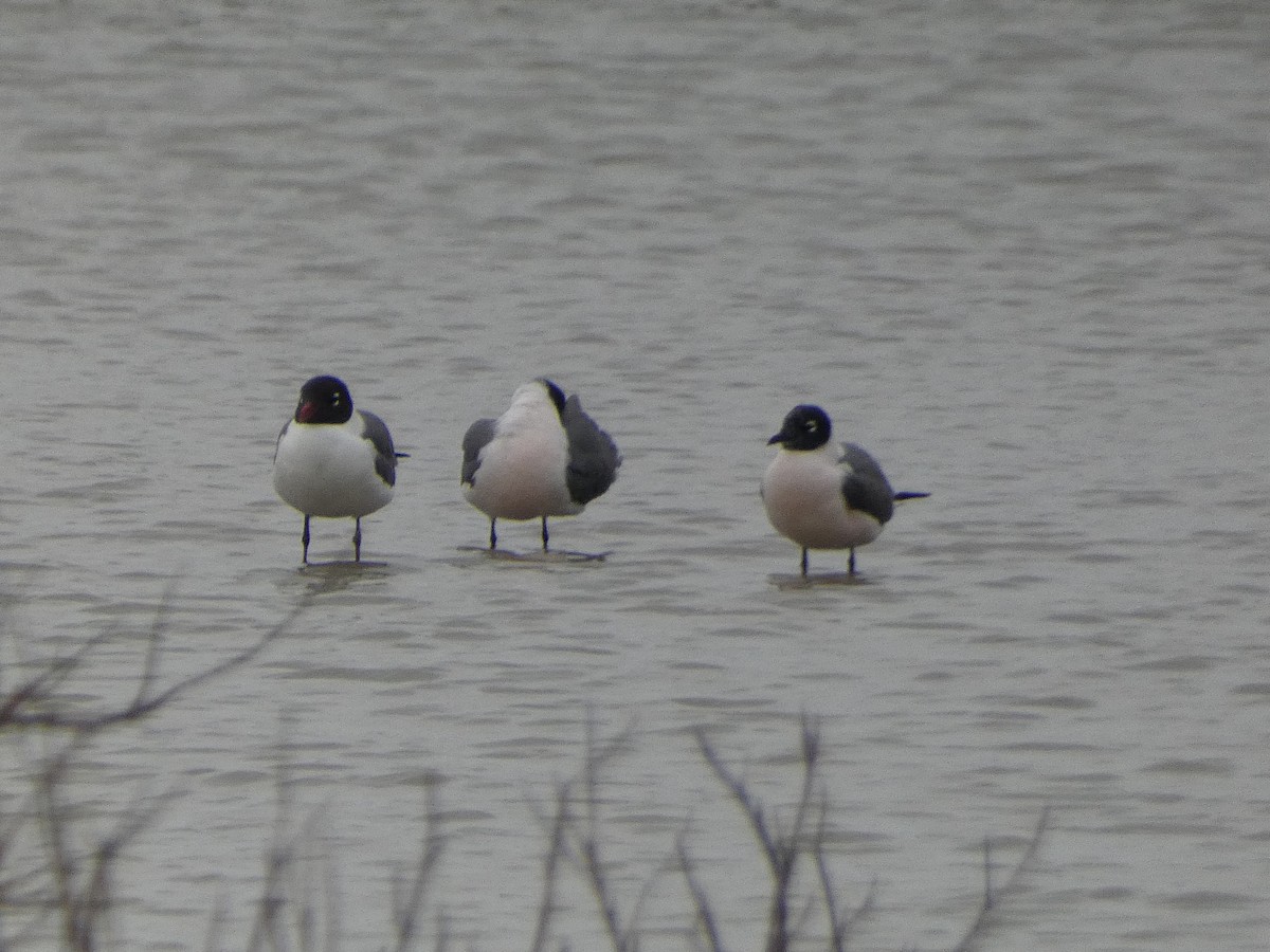 Franklin's Gull - ML575907531