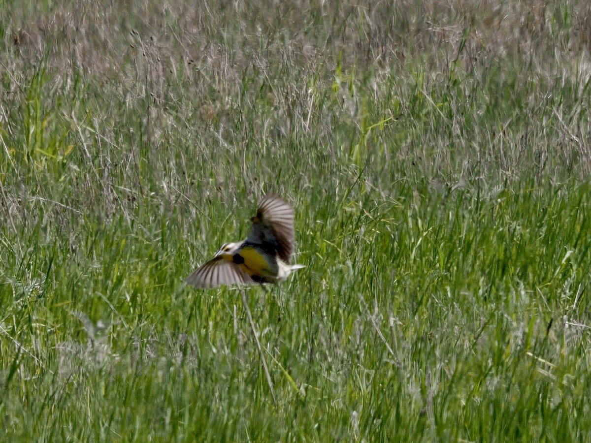 Eastern Meadowlark - ML575907671