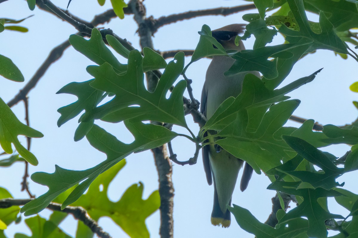 Cedar Waxwing - ML575907691