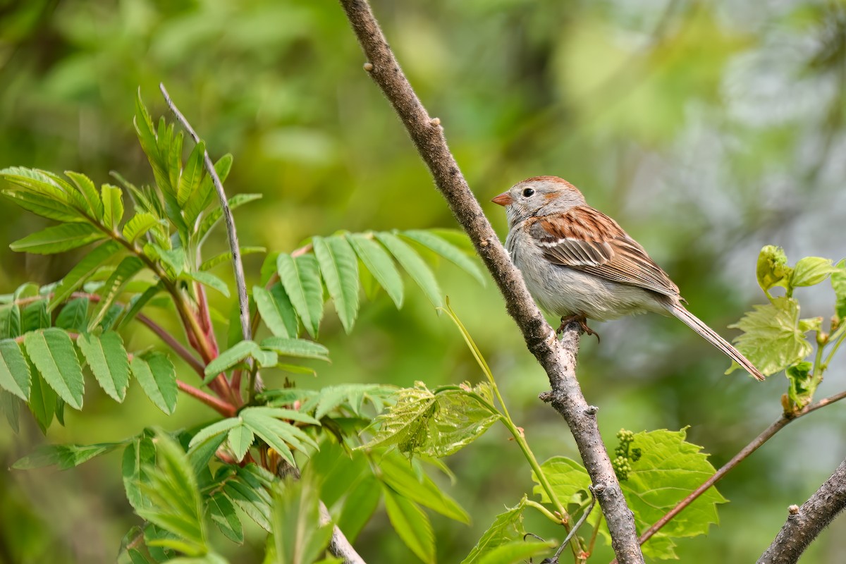 Field Sparrow - Brent Shook