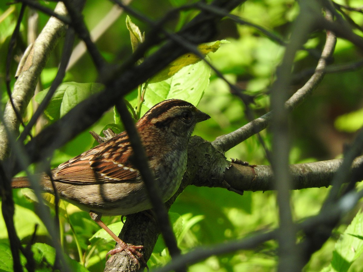 White-throated Sparrow - ML57590841