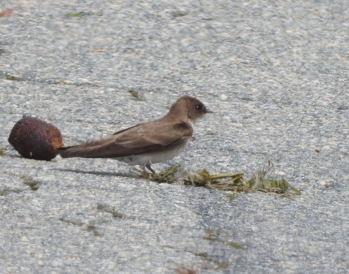 Northern Rough-winged Swallow - ML575908911