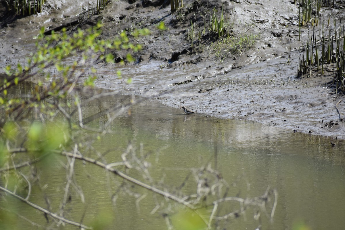 Spotted Sandpiper - ML57591031