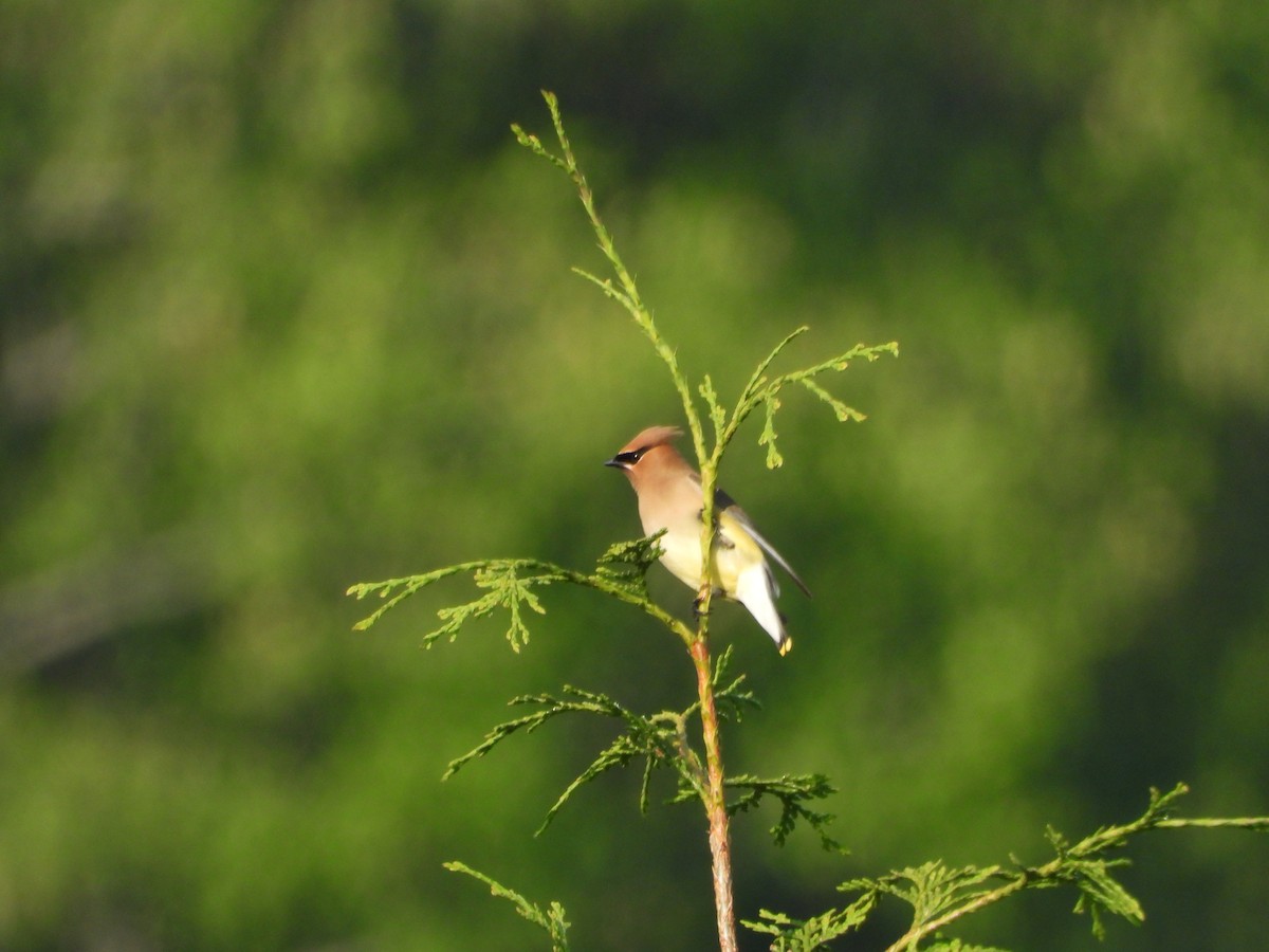 Cedar Waxwing - ML575910821