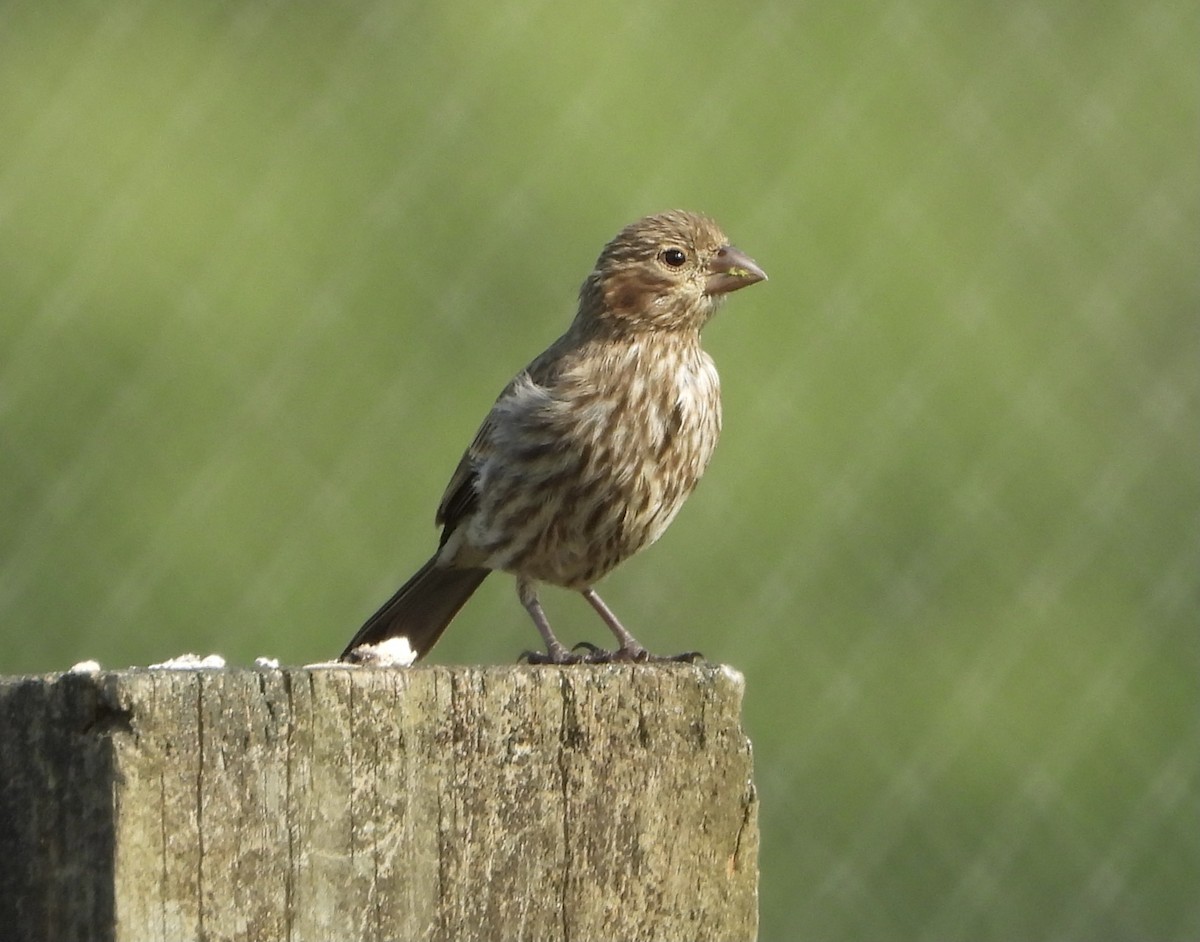 House Finch - ML575910891