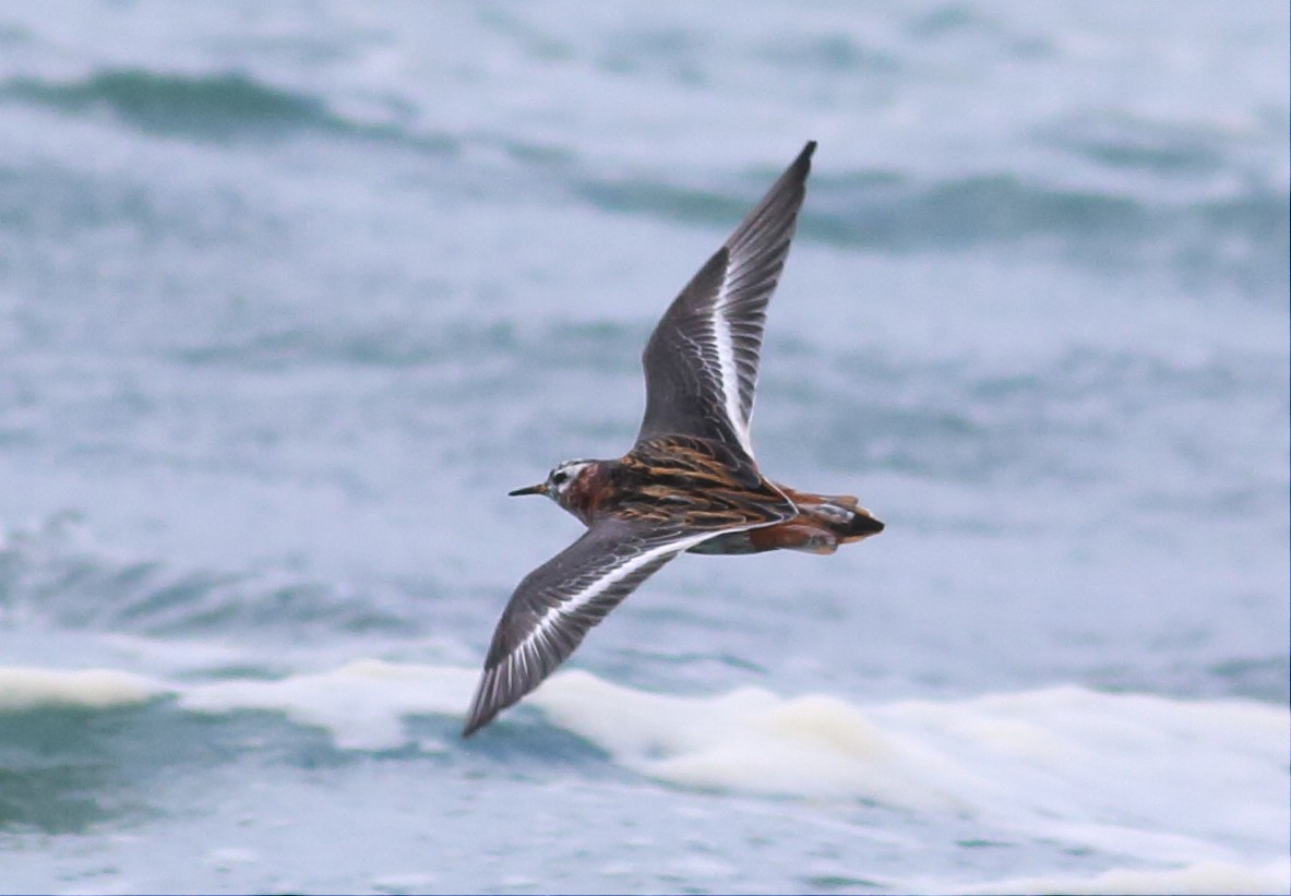 polarsvømmesnipe - ML57591101