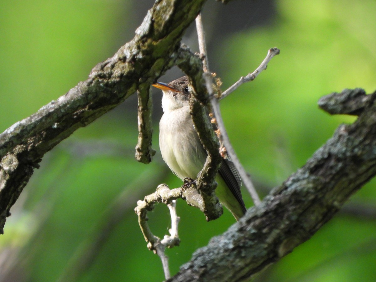 Eastern Wood-Pewee - ML575911331