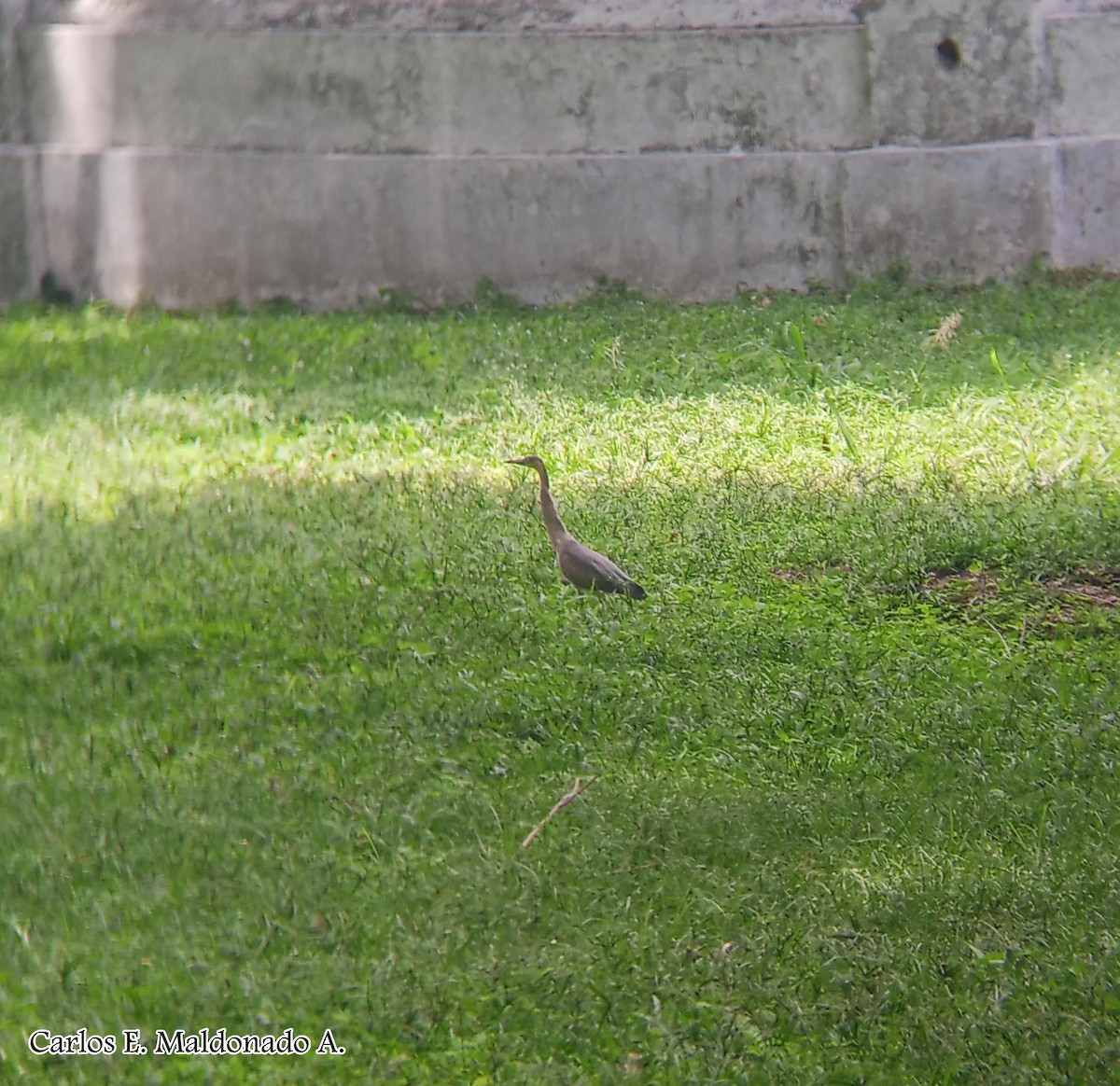 Whistling Heron - Carlos Eduardo Maldonado Amaya