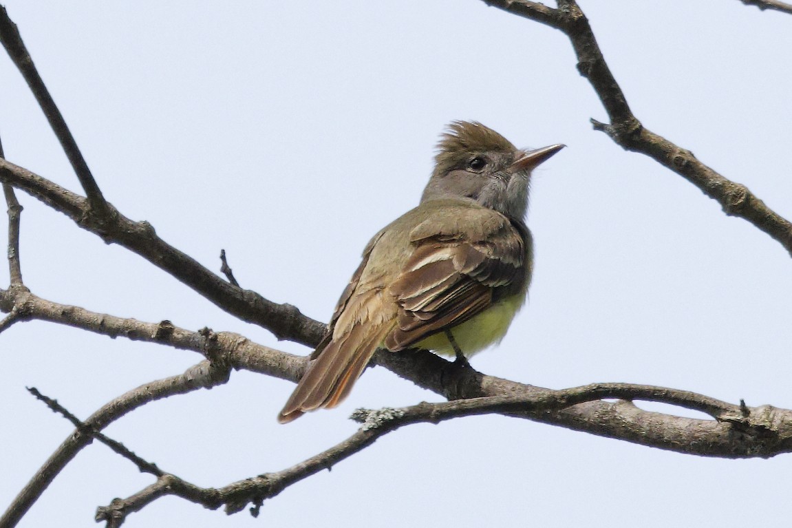 Great Crested Flycatcher - ML575911741