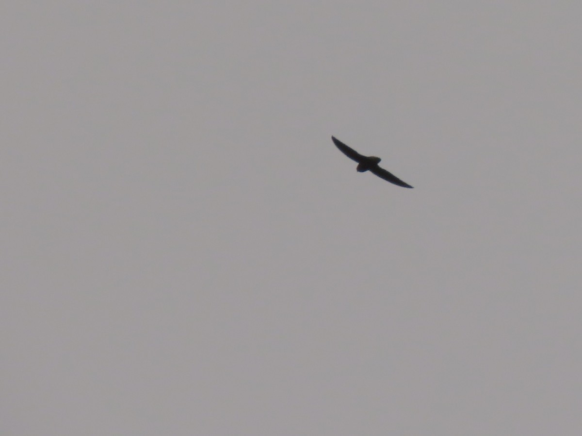 large swift sp. - ML575912081