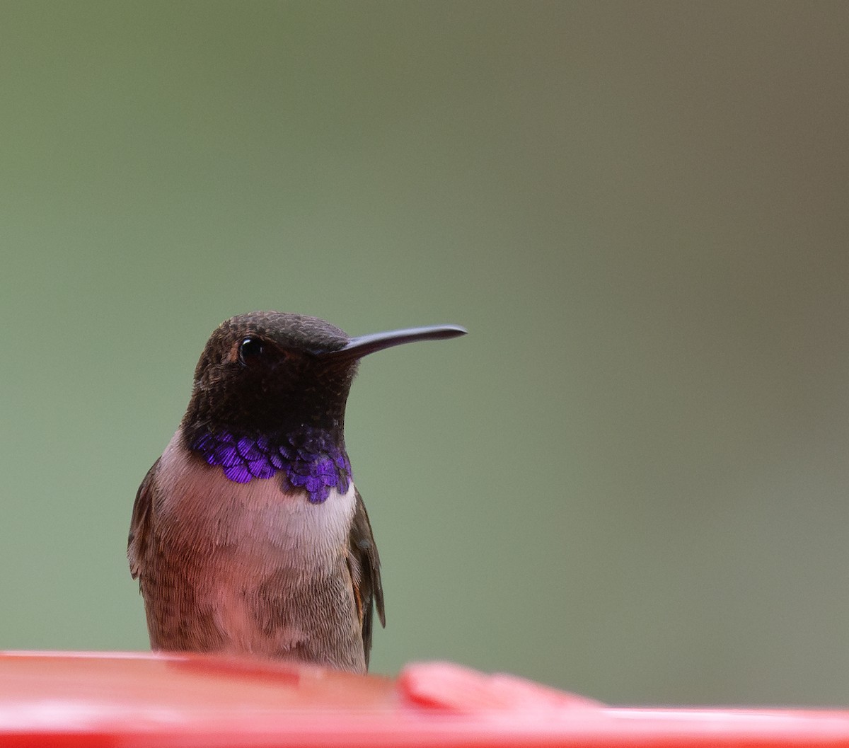 Black-chinned Hummingbird - ML575912091