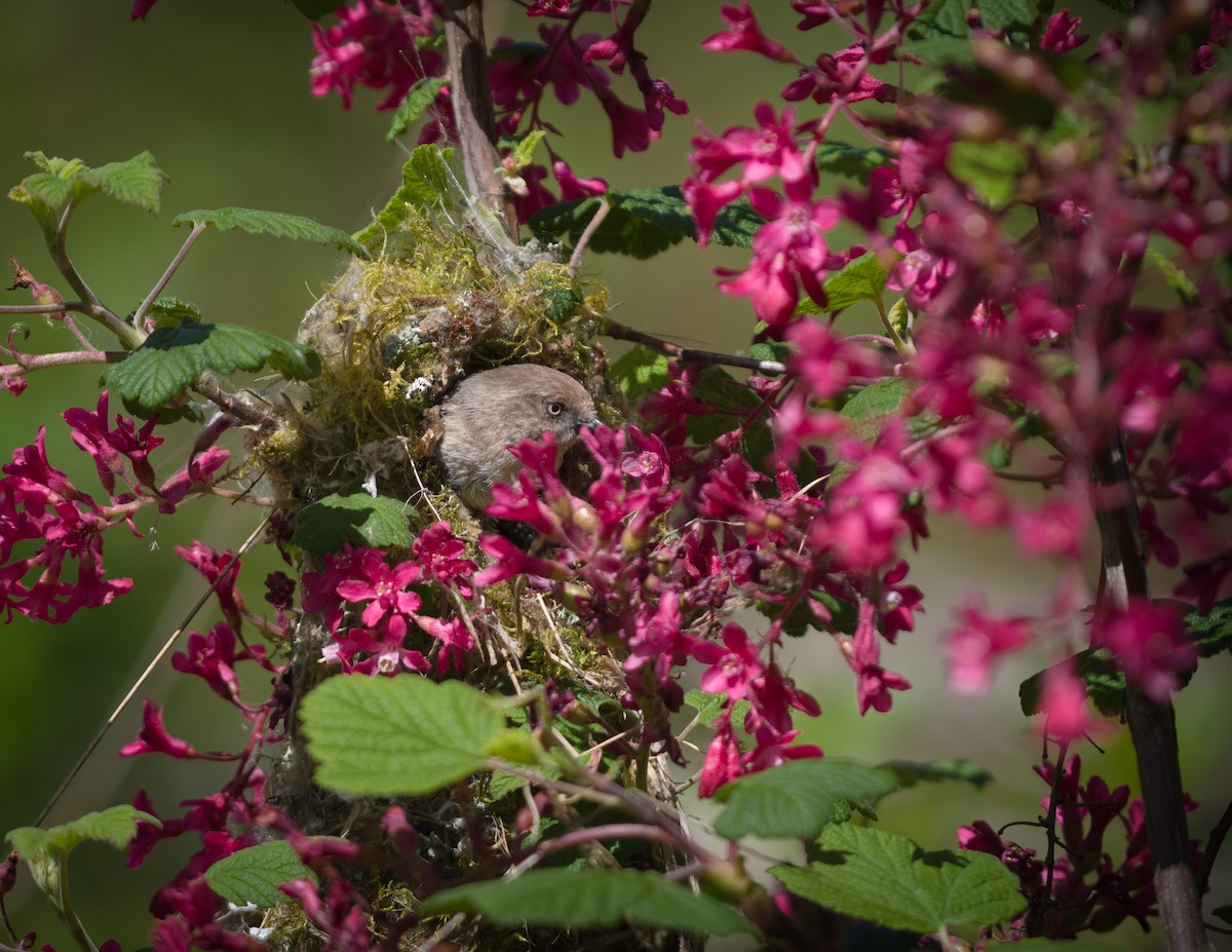 Bushtit - tara lemezis