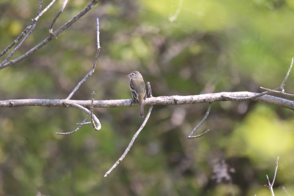 Least Flycatcher - ML575914171